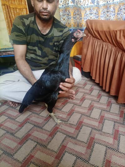 hi quality Kali egg laying