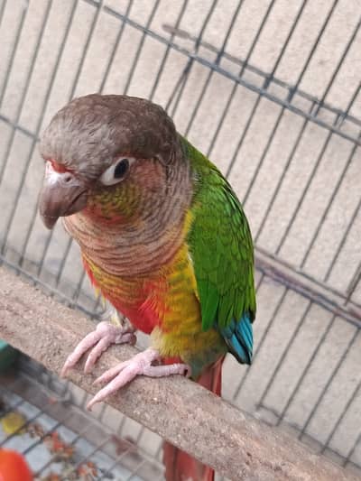  Tame Green Cheek Conure