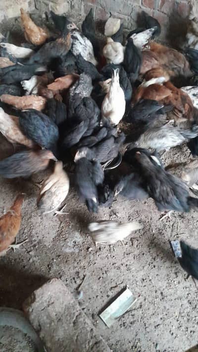 healthy chicks