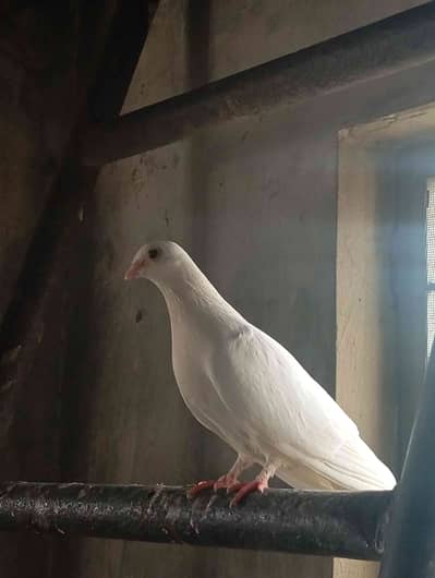 AMIR 