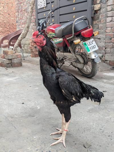 ap ka pass ha