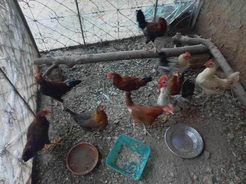 chickens 0