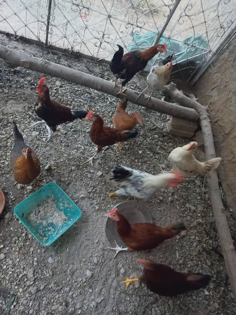 chickens 1
