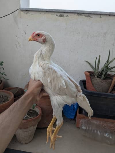 Japanese shamo white