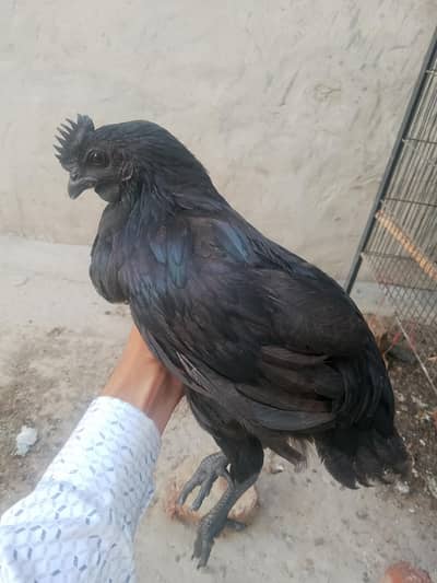 Pure Ayam Cemani Male Chick 2.5 Month Old Healthy Rare Breed for Sale