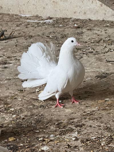 full white pair     And Black pair 
