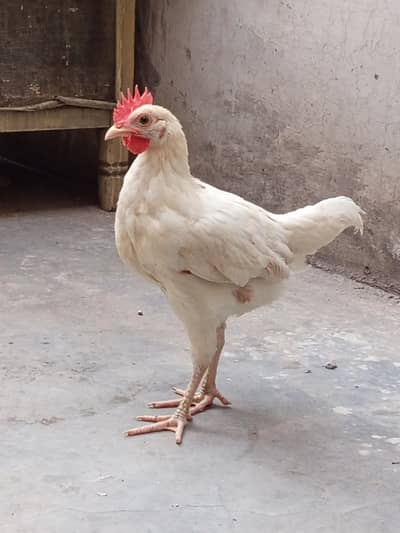 2 piece Ghar k paly huy