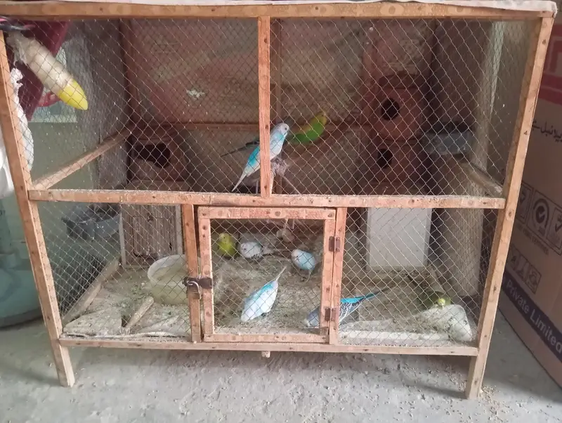 11 parrots 6 Male and 5 Female with pinjra