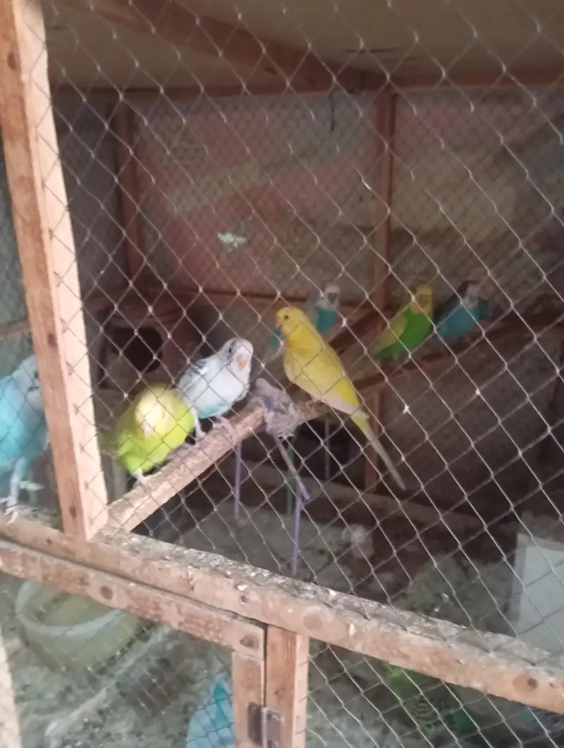 11 parrots 6 Male and 5 Female with pinjra — photo 2