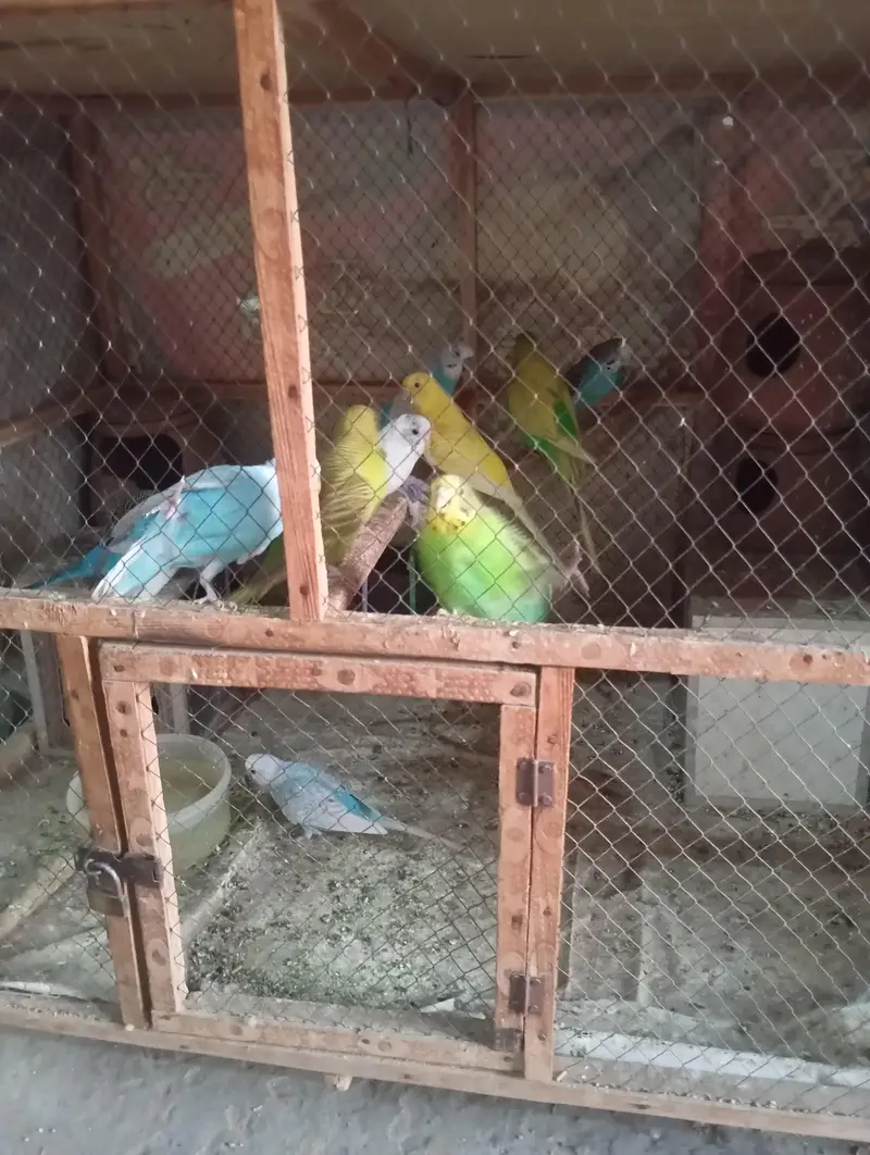 11 parrots 6 Male and 5 Female with pinjra — photo 3