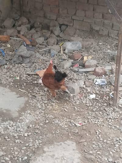 Multan