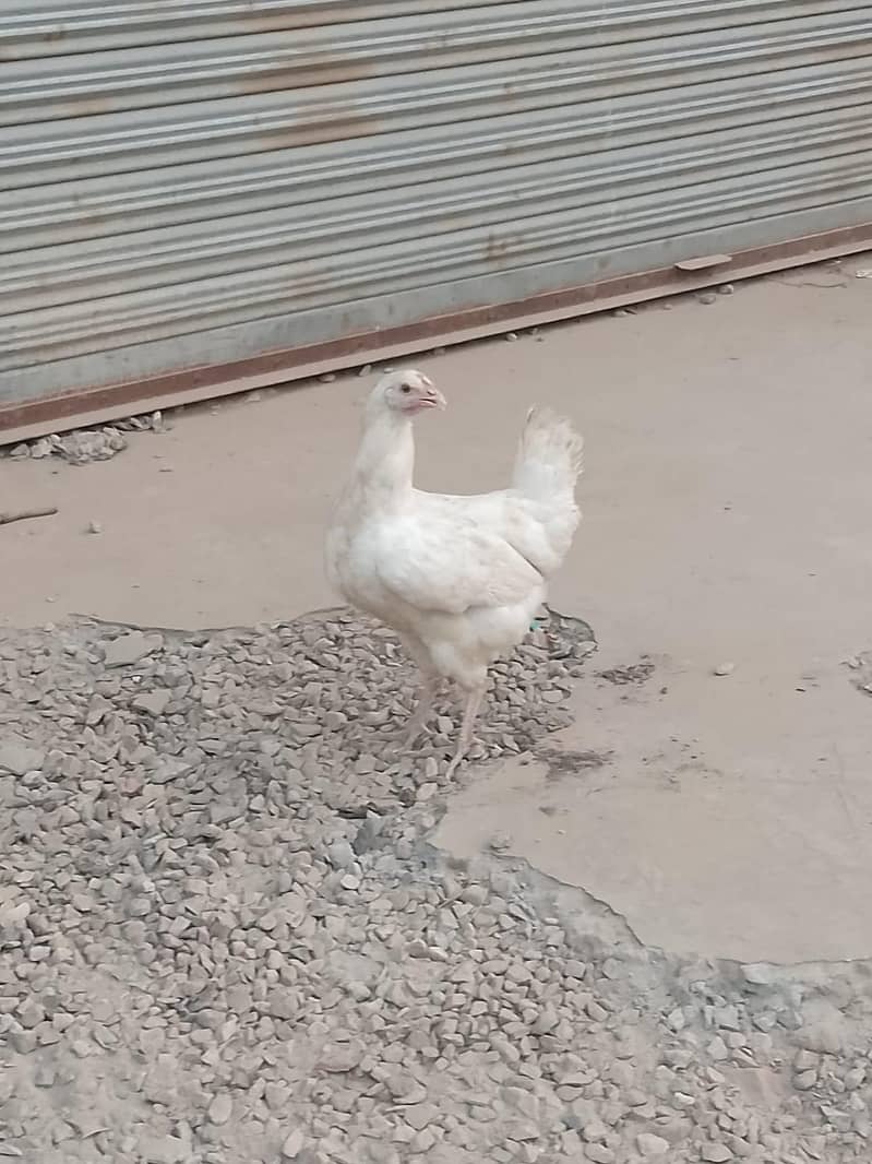 Multan 1