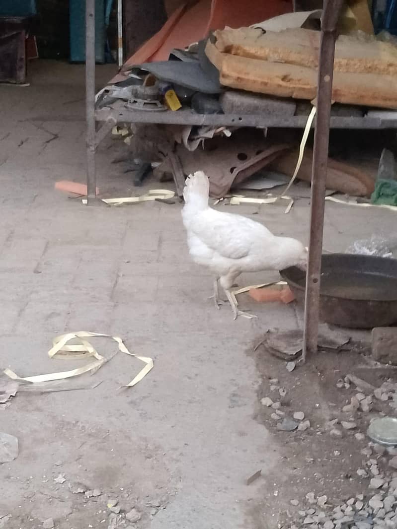 Multan 3