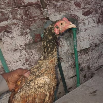 All in aseel hens