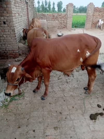 Sahiwal cow bull hy urgent sell 03038318350