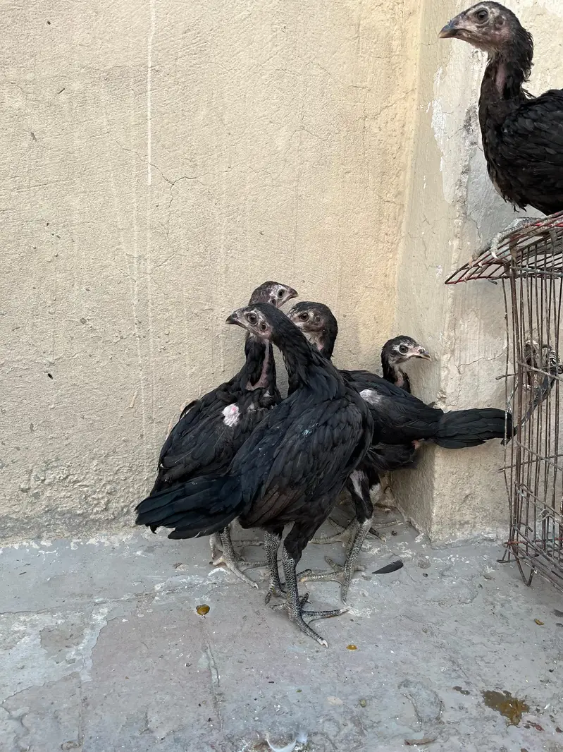 pure pakoye asel chiks bhtarin quality — photo 2