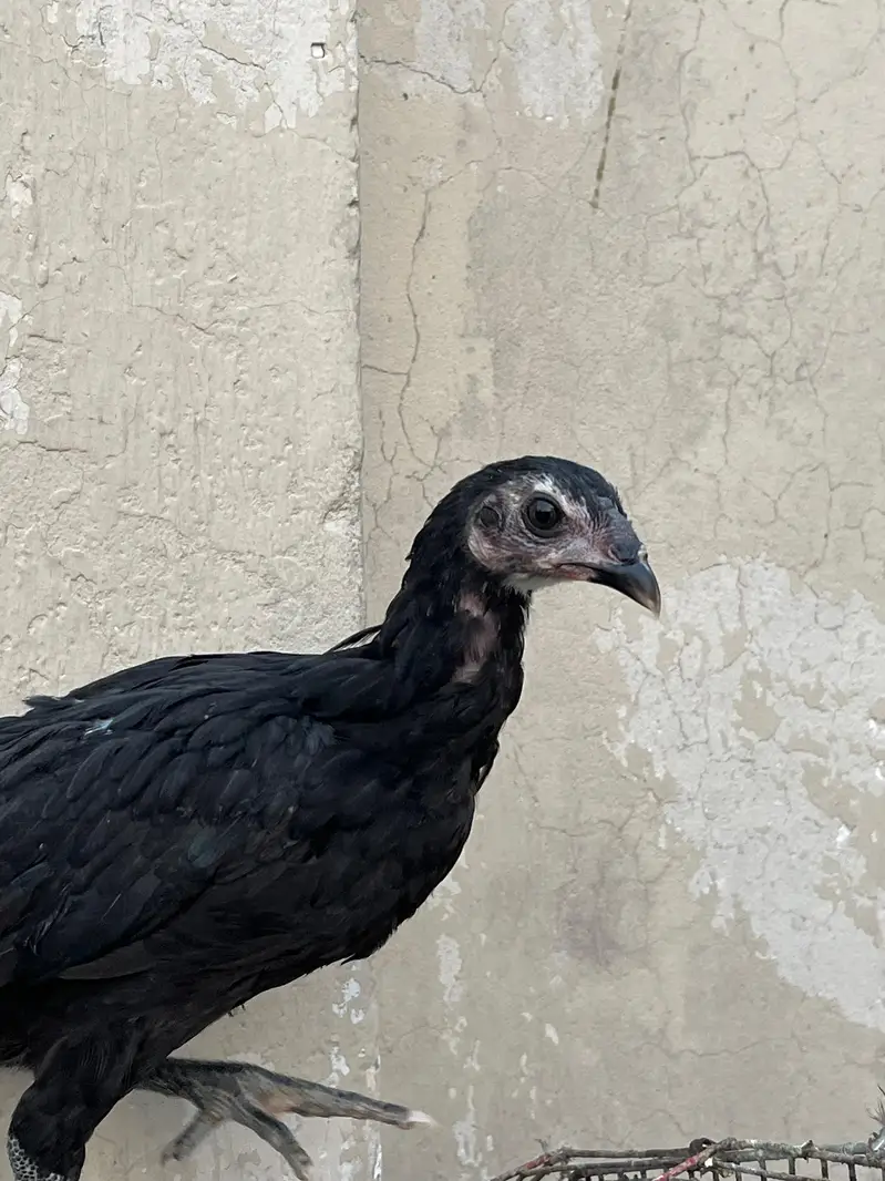 pure pakoye asel chiks bhtarin quality — photo 3