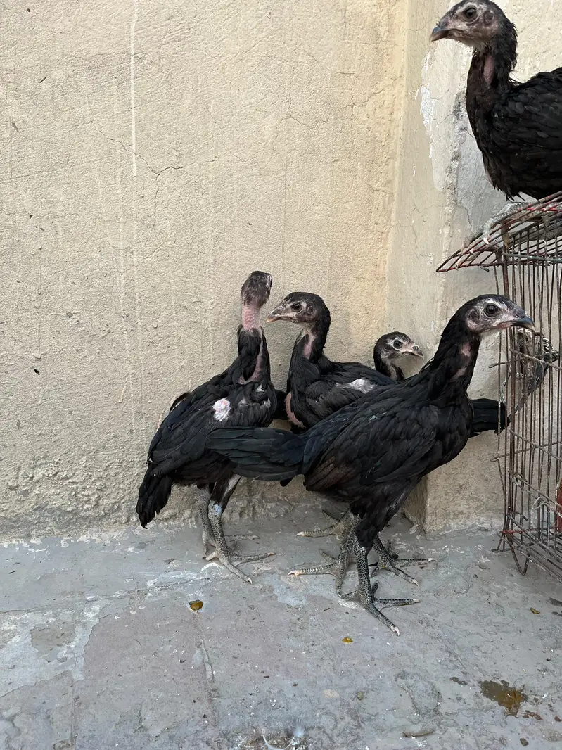 pure pakoye asel chiks bhtarin quality — photo 4