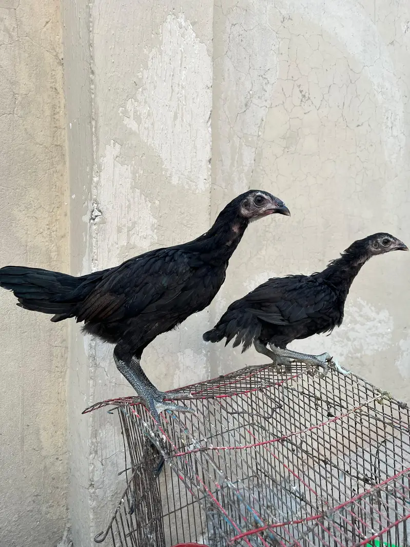 pure pakoye asel chiks bhtarin quality — photo 5