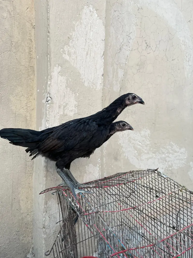 pure pakoye asel chiks bhtarin quality — photo 6