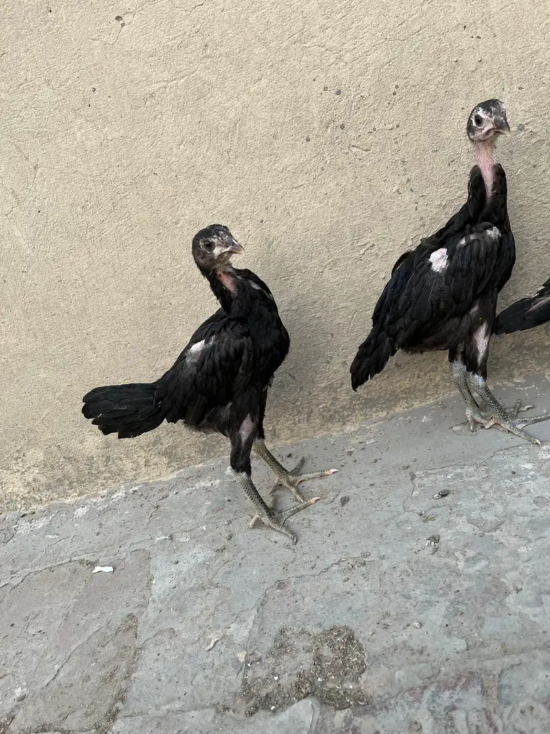 pure pakoye asel chiks bhtarin quality — photo 7