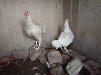 aseel heera murgi for sale