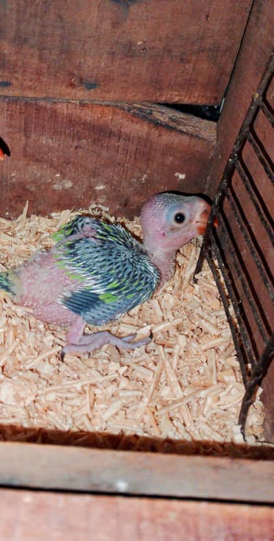 parrot chick