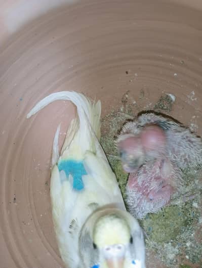Budgies
