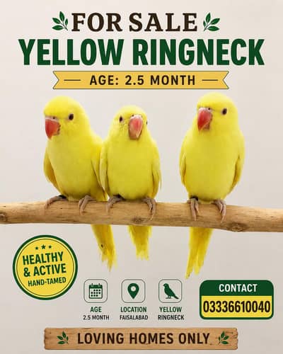 Yellow Tame Parrot call on 03336610040
