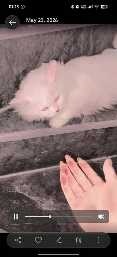 cat russian