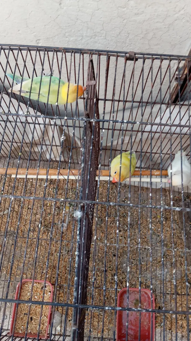 lovebirds with 2 cages