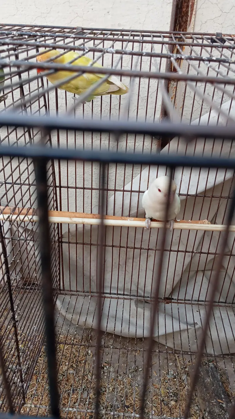 lovebirds with 2 cages — photo 2