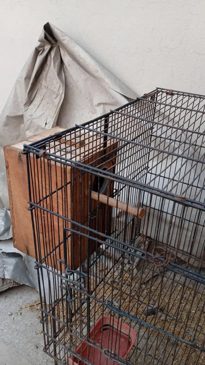 lovebirds with 2 cages — photo 3
