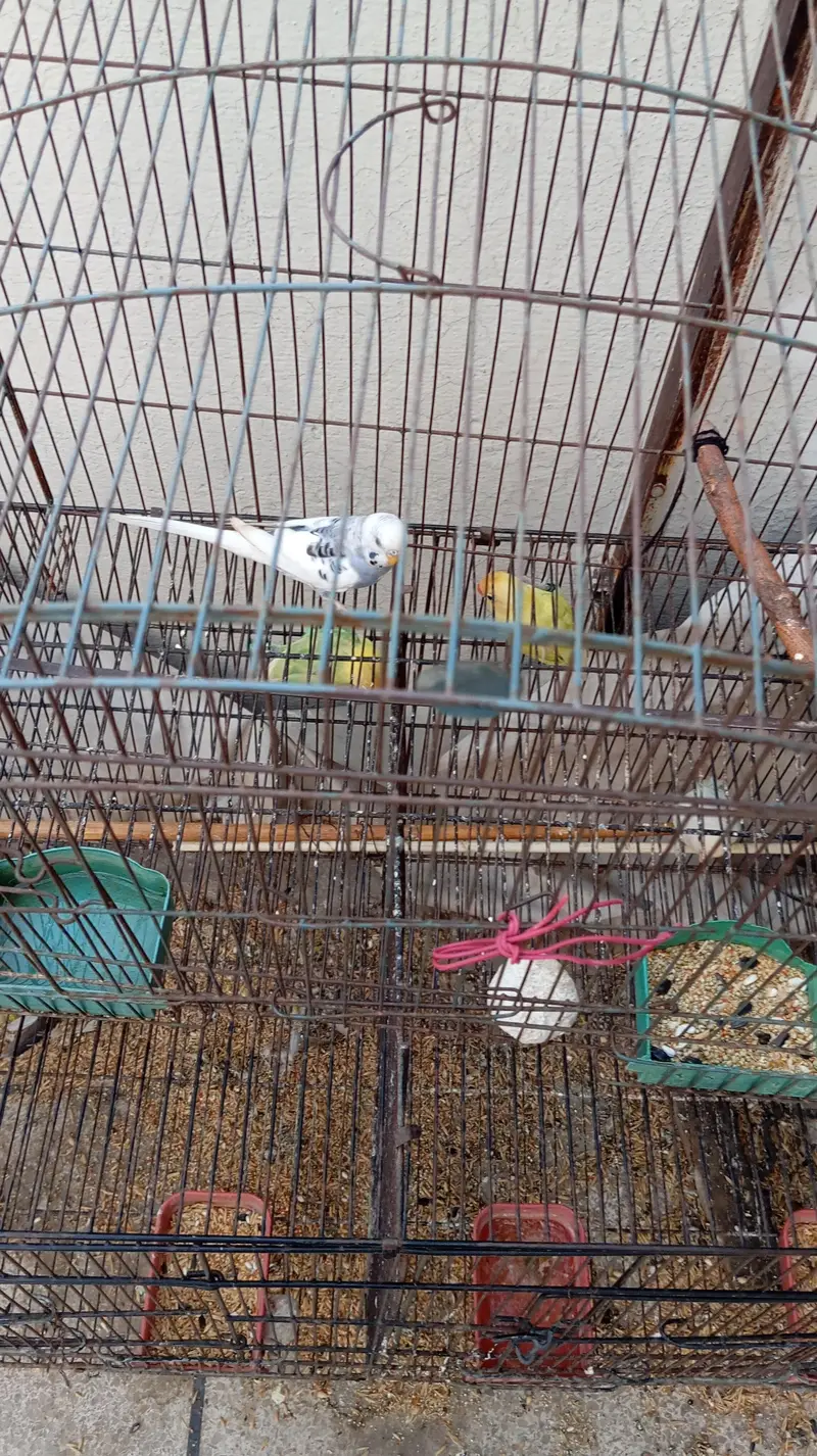 lovebirds with 2 cages — photo 4