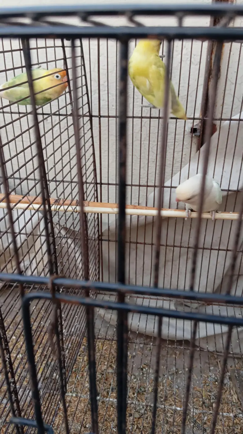 lovebirds with 2 cages — photo 5