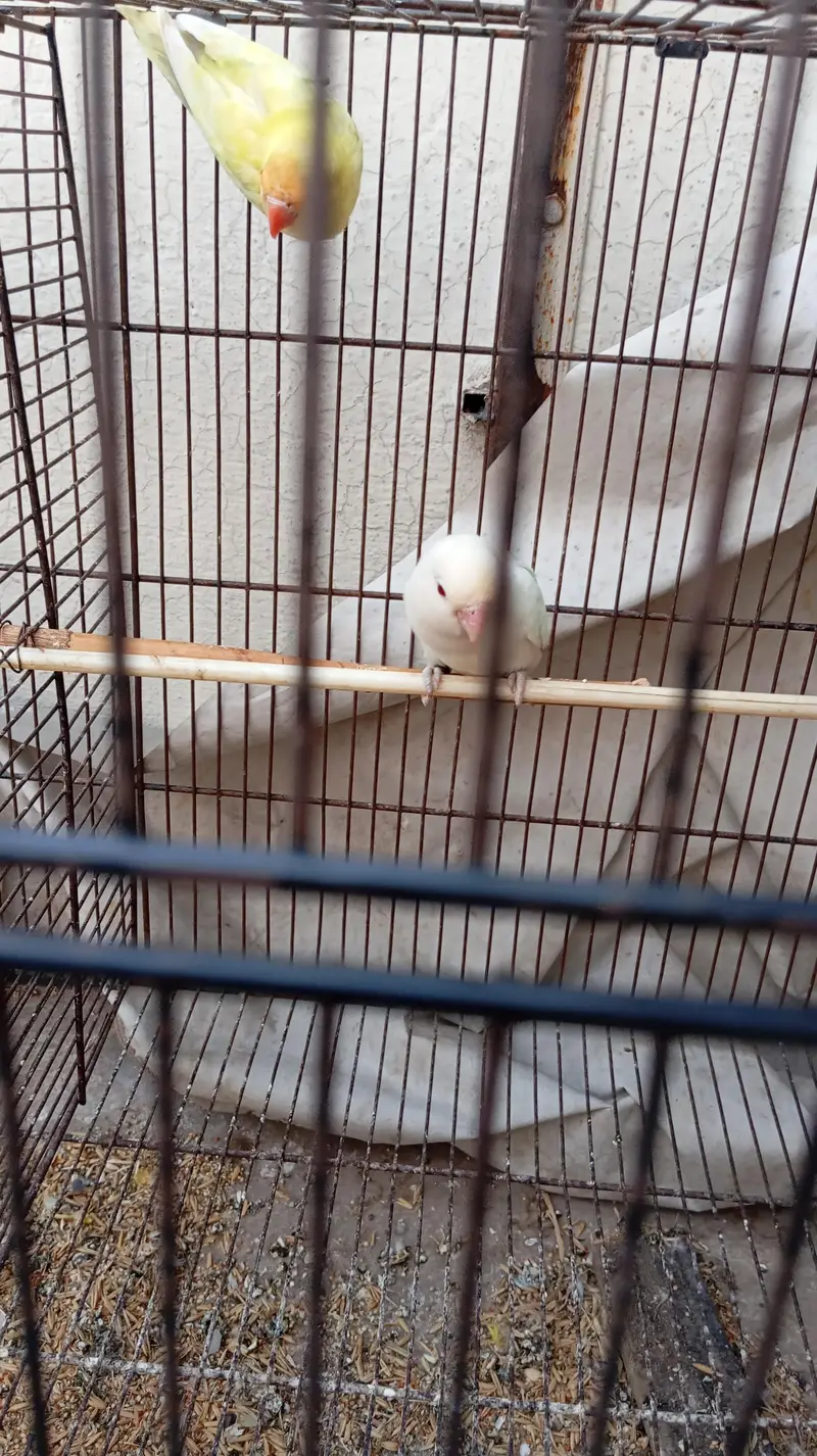 lovebirds with 2 cages — photo 6