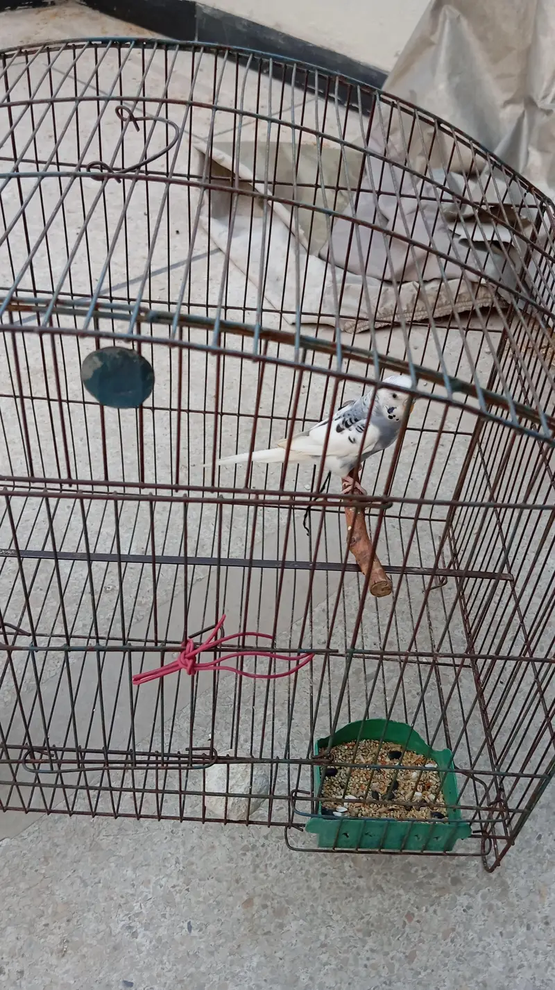 lovebirds with 2 cages — photo 7