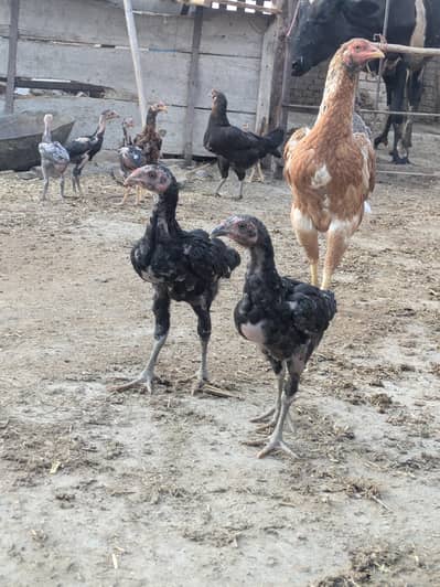 Aseel Chicks