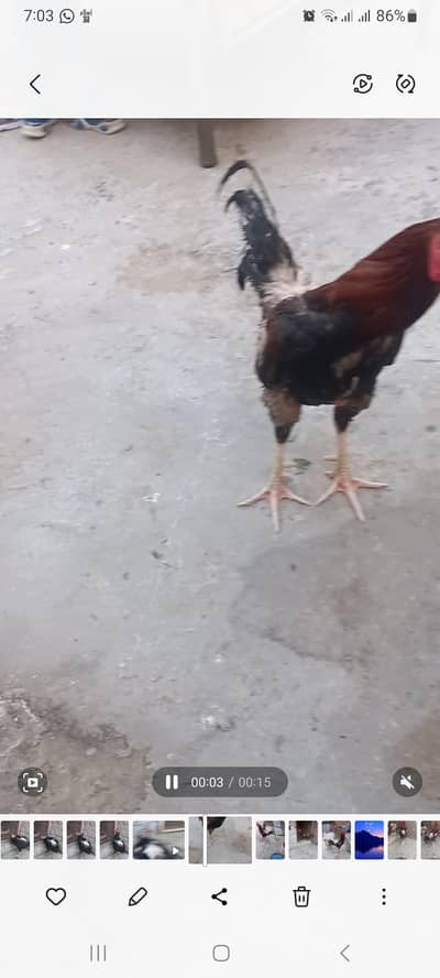DESI HEN