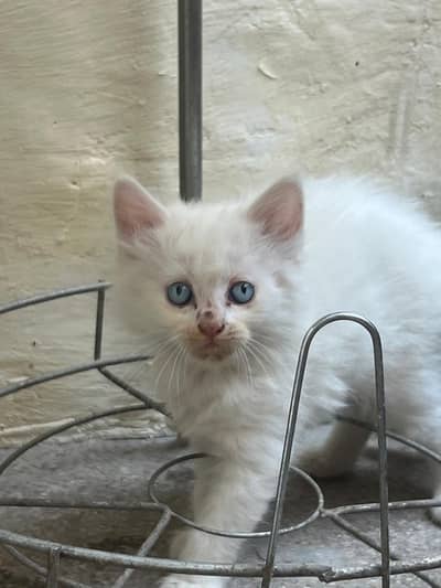 PERSIAN KITTEN FOR SALE 1.5 MONTHS OLD
