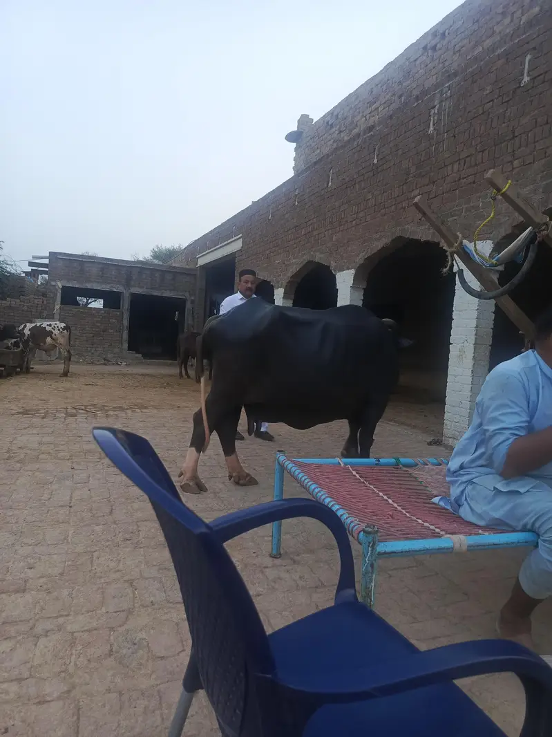 urgent sale — photo 2