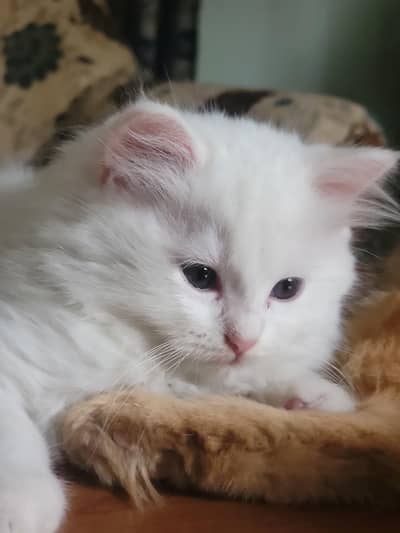 persian male for sale