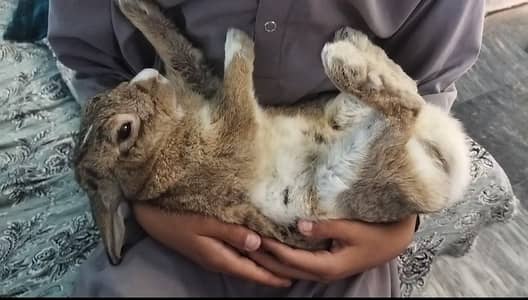 Rabbit  fully friendly