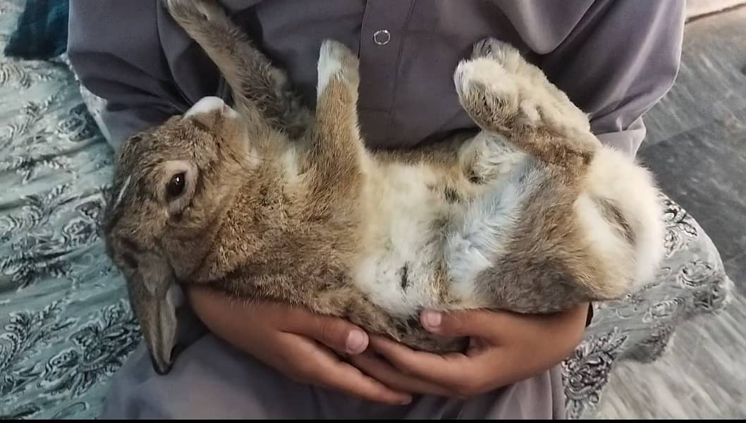 Rabbit  fully friendly 0