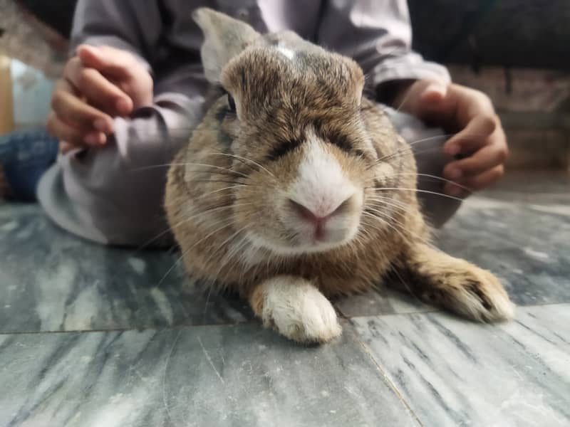 Rabbit  fully friendly 1