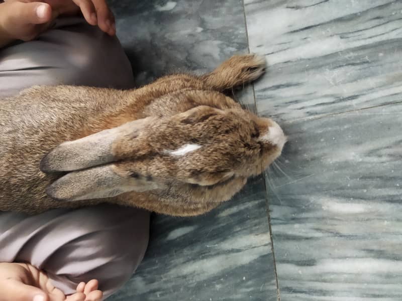 Rabbit  fully friendly 2