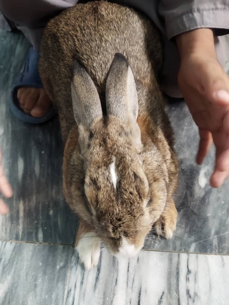 Rabbit  fully friendly 3