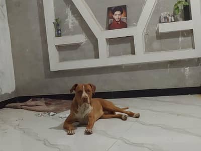 pit bull