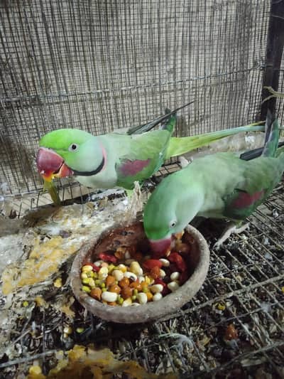 raw phari