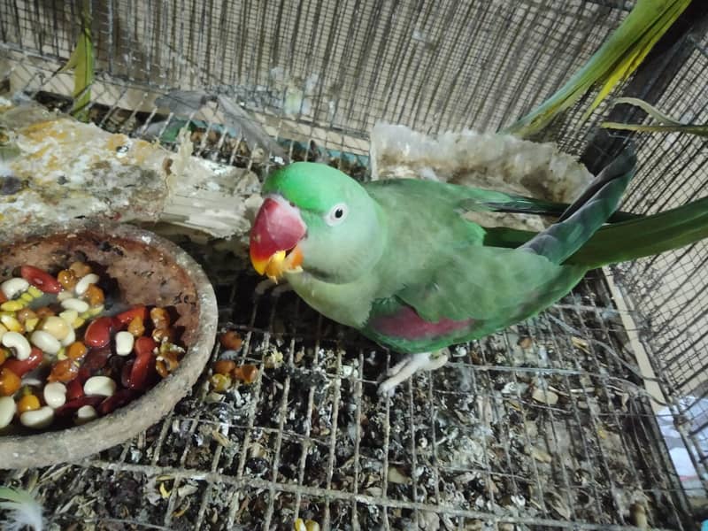 raw phari 2